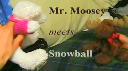 Mr. Moosey Meets Snowball