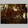 Autumn_Leaves_2.jpg