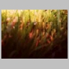 Grass2.jpg