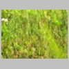 Grass_3.jpg