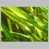 Grass_5.jpg